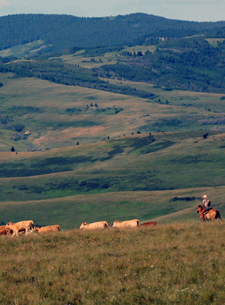 Canada-Alberta-Porcupine Hills Working Ranch and Round Ups